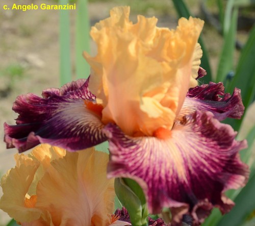 Iris rubizzo angelo - 'rubizzo', (angelo